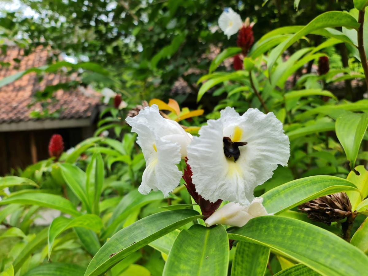 Villa Kayu Jogyakarta Zewnętrze zdjęcie